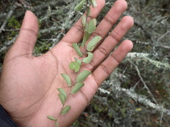 Gymnosporia nemorosa