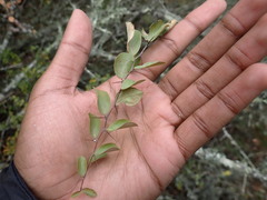 Gymnosporia nemorosa
