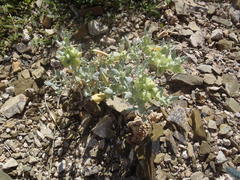 Atriplex lindleyi inflata