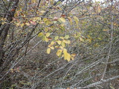 Flueggea verrucosa
