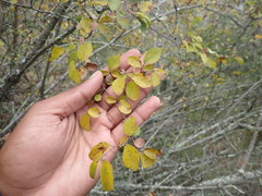 Flueggea verrucosa