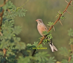 Grey-Necked Bunting photo 4