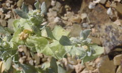 Atriplex lindleyi inflata
