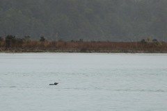 Eudyptes pachyrhynchus