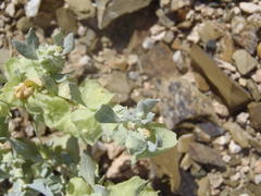 Atriplex lindleyi inflata