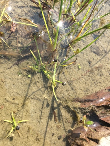 Estuary pipewort (Eriocaulon parkeri)