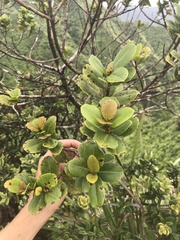 Syzygium sandwicense