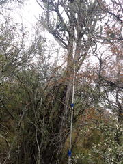 Euphorbia triangularis