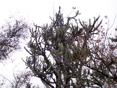 Euphorbia triangularis