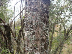 Euphorbia triangularis