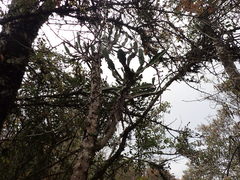 Euphorbia triangularis