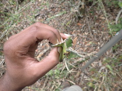 Euphorbia triangularis