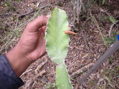 Euphorbia triangularis