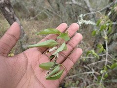 Plumbago auriculata