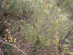 Flueggea verrucosa