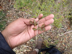 Flueggea verrucosa