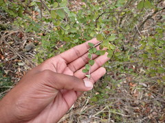 Flueggea verrucosa