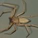 Flattened Bark Spider - Photo (c) Steve Kerr, some rights reserved (CC BY), uploaded by Steve Kerr