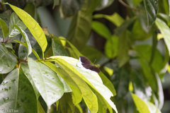 Tanaecia iapis puseda