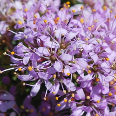 Agathosma thymifolia