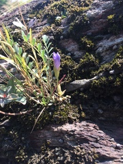Gentianopsis victorinii