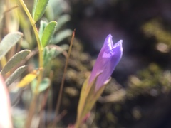 Gentianopsis victorinii