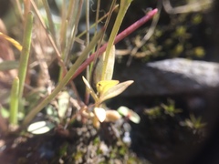 Gentianopsis victorinii