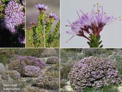 Agathosma thymifolia