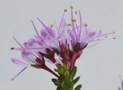 Agathosma thymifolia