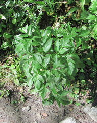 Agasyllis latifolia