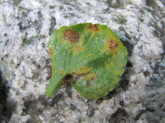 Pucciniastrum pyrolae