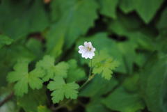 Geranium wakkerstroomianum
