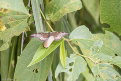 Tanaecia iapis puseda