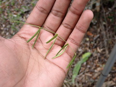 Secamone filiformis