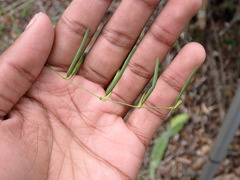 Secamone filiformis
