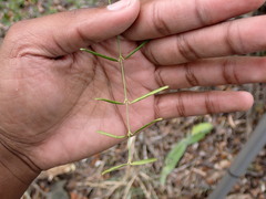 Secamone filiformis