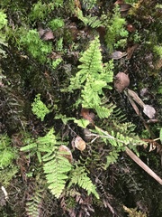 Adenophorus tamariscinus