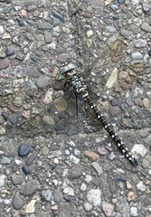 Aeshna juncea
