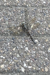 Aeshna juncea