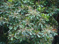 Buchanania arborescens