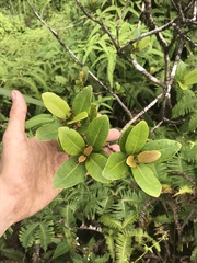 Syzygium sandwicense