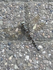Aeshna juncea