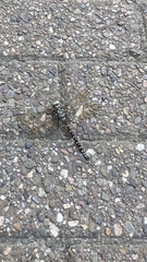 Aeshna juncea