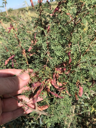 Catclaw mimosa (Mimosa aculeaticarpa)