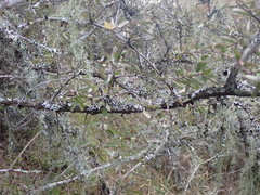 Gymnosporia polyacantha