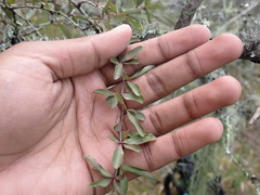 Gymnosporia polyacantha