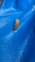 Aglais urticae