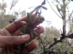 Gymnosporia polyacantha
