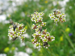 Laserpitium peucedanoides