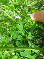 Laserpitium peucedanoides